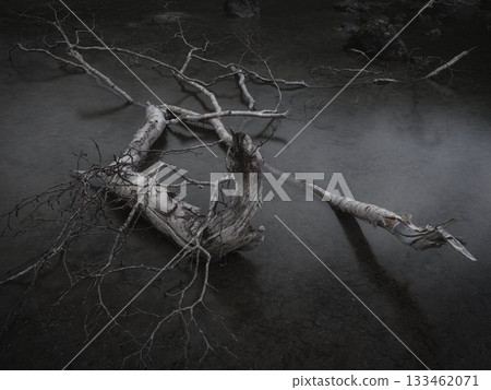 Decaying driftwood Decaying driftwood 133462071