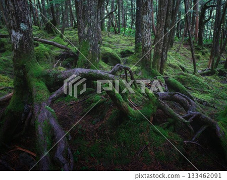 Moss leaves forest 133462091