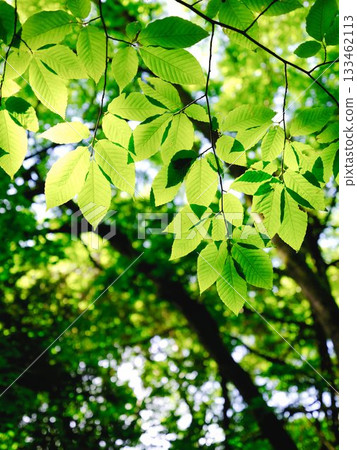 Refreshing fresh green Refreshing fresh green 133462113