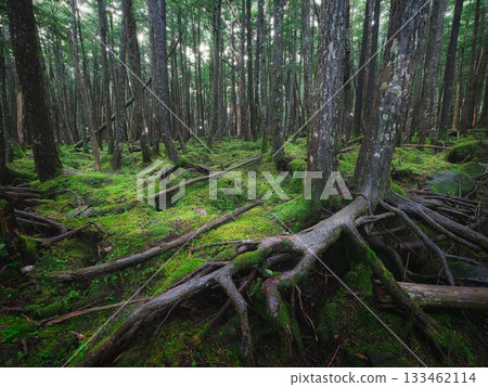 Forest covered with moss Forest covered with moss 133462114