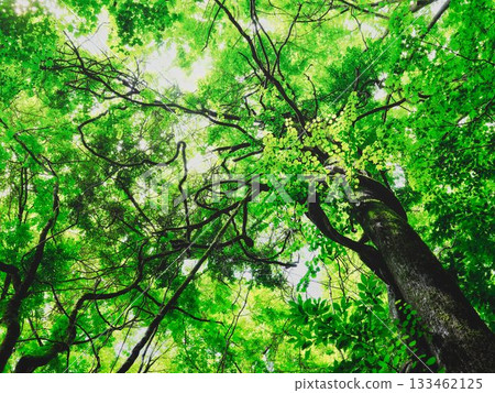 tree with fresh green leaves tree with fresh green leaves 133462125