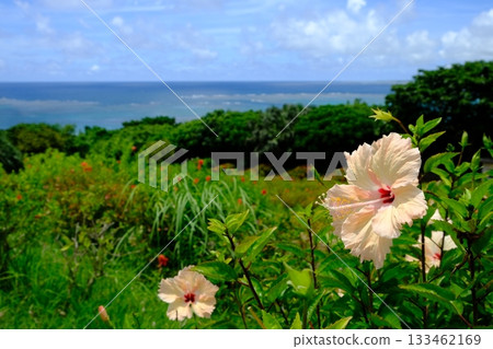 Ishigaki Island coast and white hibiscus scenery Ishigaki Island coast and white hibiscus scenery 133462169
