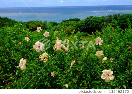 Ishigaki Island coast and white hibiscus scenery Ishigaki Island coast and white hibiscus scenery 133462170