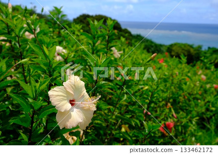 Ishigaki Island coast and white hibiscus scenery 133462172