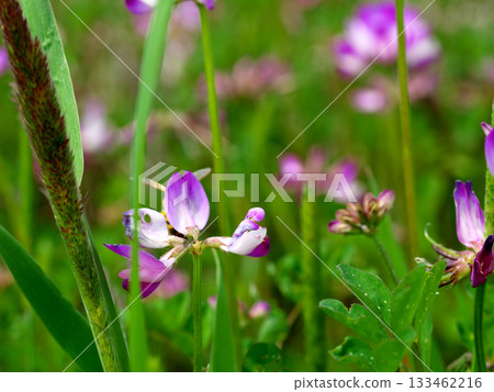 春天的田野裡盛開著美麗的花朵 133462216