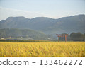 Red torii gate and golden rice fields 133462272