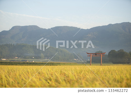 Red torii gate and golden rice fields 133462272