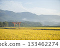 Red torii gate and golden rice fields 133462274