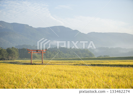 Red torii gate and golden rice fields Red torii gate and golden rice fields 133462274