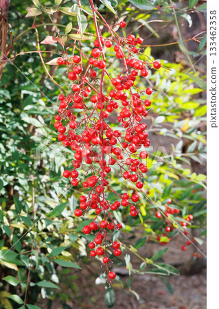 Red Nanten Fruit 133462358