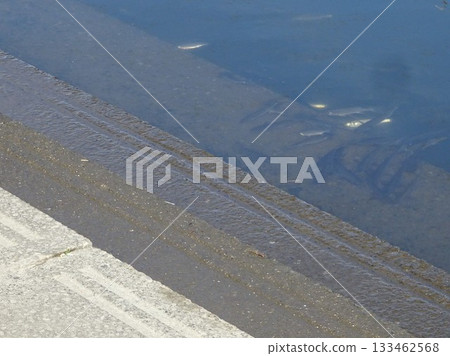 十一月魚 133462568