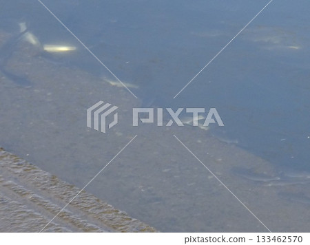 十一月魚 133462570