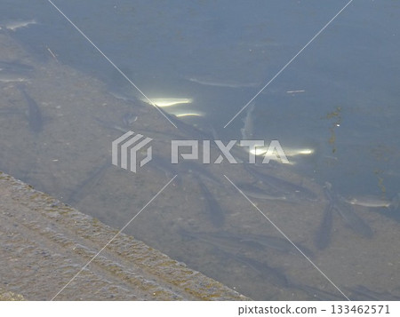 November fish 133462571