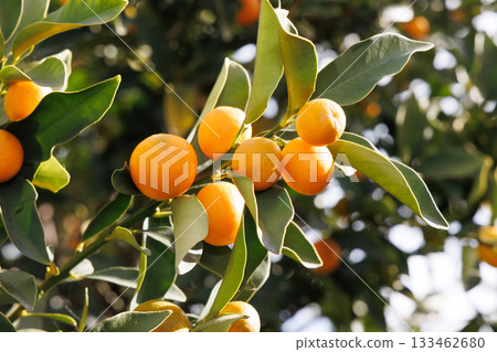 Kumquats ripening heavily Kumquats ripening heavily 133462680