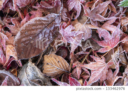 Colorful frosted fallen leaves, Hiruzen Plateau 133462976
