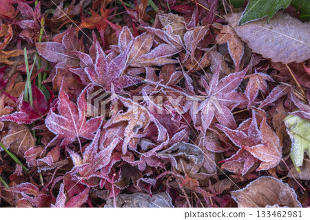 Colorful frosted fallen leaves, Hiruzen Plateau 133462981
