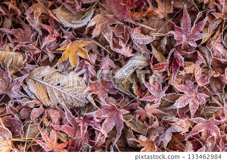 Colorful frosted fallen leaves, Hiruzen Plateau 133462984