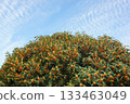 Autumn sky and Kanagi 犀 133463049