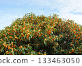 Autumn sky and Kanagi 犀 133463050