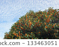 Autumn sky and Kanagi 犀 133463051