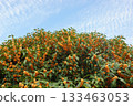 Autumn sky and Kanagi 犀 133463053