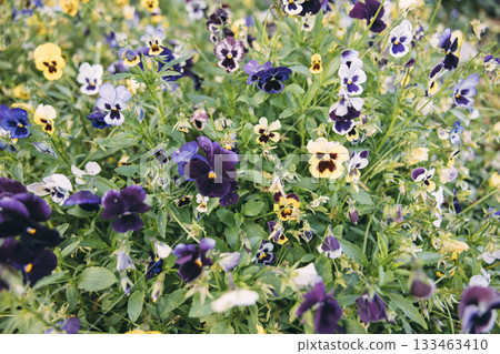 vibrant field of pansy flowers in various colors, including purple, yellow, and white. The flowers are densely packed, creating a colorful natural background. vibrant field of pansy flowers in various colors, including purple, yellow, and white. The flowers are densely packed, creating a colorful natural background. 133463410