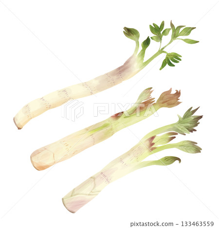 水彩風格早春野生植物 Udo 水彩風格早春野生植物 Udo 133463559