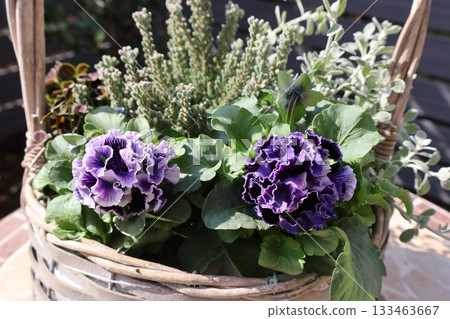 Purple frilly viola flower arrangement Purple frilly viola flower arrangement 133463667