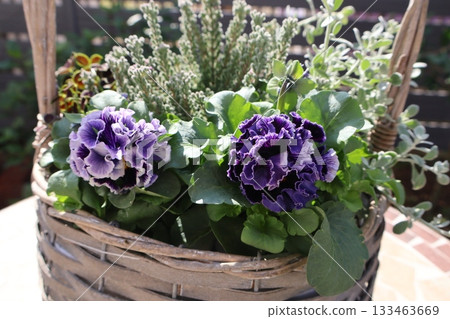 紫色褶邊三色堇花束 133463669