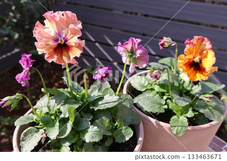A stylish pot of frilly pansies 133463671