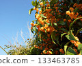 Clear autumn skies and full-blooming osmanthus 133463785