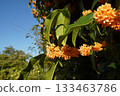 Clear autumn skies and full-blooming osmanthus 133463786