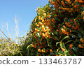 Clear autumn skies and full-blooming osmanthus 133463787