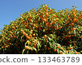 Clear autumn skies and full-blooming osmanthus 133463789