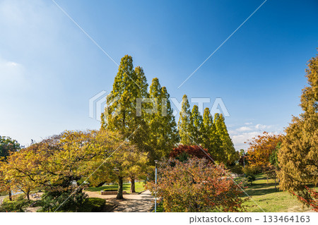秋天的城北公園 大阪市 秋天的城北公園 大阪市 133464163