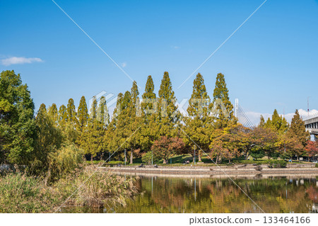 Autumn in Johoku Park, Osaka City Autumn in Johoku Park, Osaka City 133464166