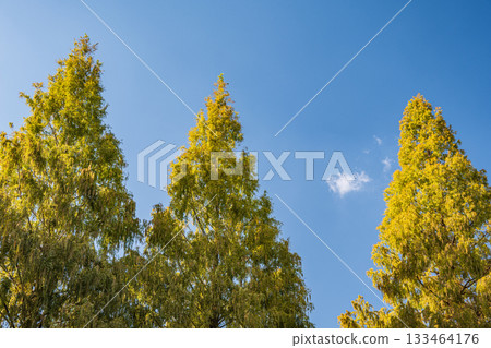 秋天的城北公園 大阪市 秋天的城北公園 大阪市 133464176