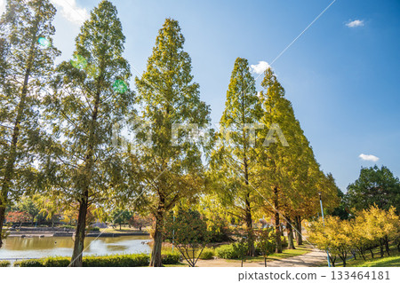 Autumn in Johoku Park, Osaka City 133464181