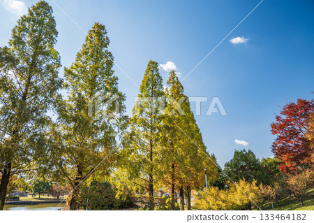Autumn in Johoku Park, Osaka City 133464182