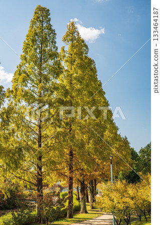 Autumn in Johoku Park, Osaka City 133464187
