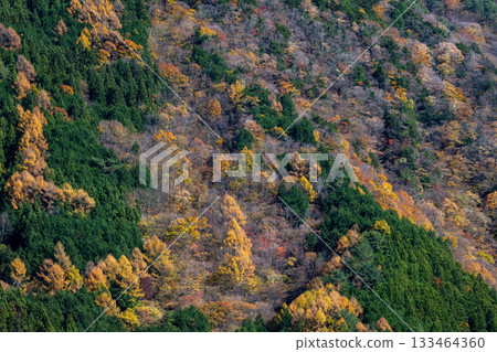 Vibrant autumn foliage in Hatanagi, Shizuoka 133464360