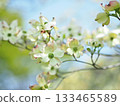 White dogwood 133465589