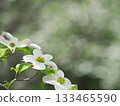White dogwood 133465590
