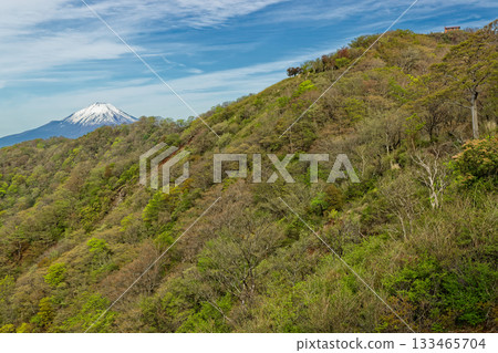Mount Tonodake and Mount Fuji seen from the fresh green of the Tanzawa Omote Ridge Mount Tonodake and Mount Fuji seen from the fresh green of the Tanzawa Omote Ridge 133465704