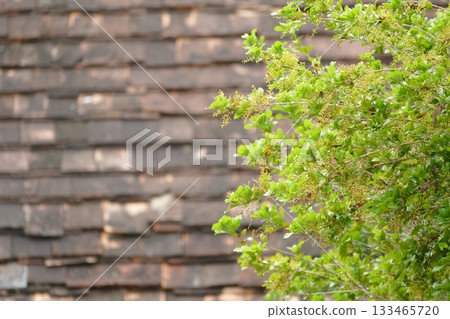 Brick wall and green leaves, nature background 133465720