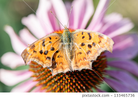 A Nymphalidae butterfly resting on a pink Echinacea flower A Nymphalidae butterfly resting on a pink Echinacea flower 133465736