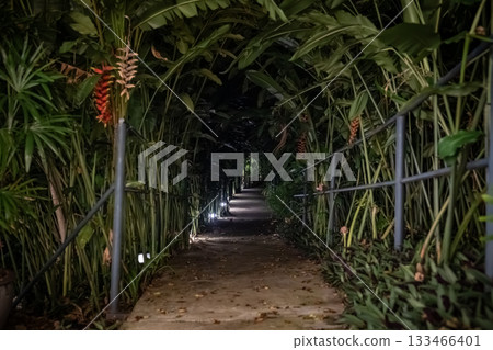 A narrow walkway passes under tall banana leaves forming a dense tunnel. Small ground lights illuminate the dark path through the foliage. 133466401