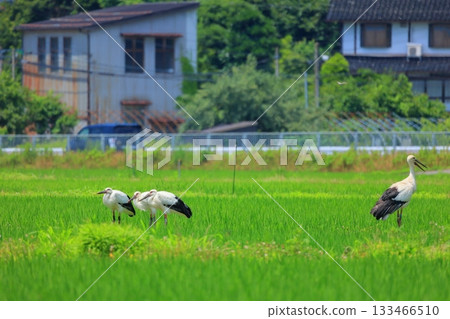 兵庫縣豐岡市的鸛鳥和稻田 兵庫縣豐岡市的鸛鳥和稻田 133466510