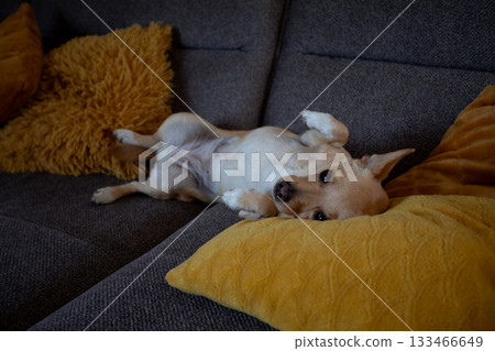 Relaxed furry companion, Tranquil canine sprawled across plush sofa with gentle lighting, Serene pet enjoying restful pause amidst cozy home furnishings and warm atmosphere 133466649
