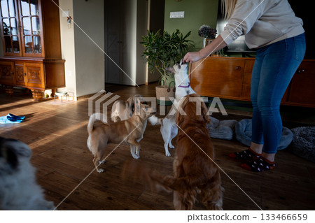 Pets sharing friendly moment, Intimate domestic scene with dogs interacting positively, Casual indoor setting featuring dogs receiving affectionate attention from owner 133466659